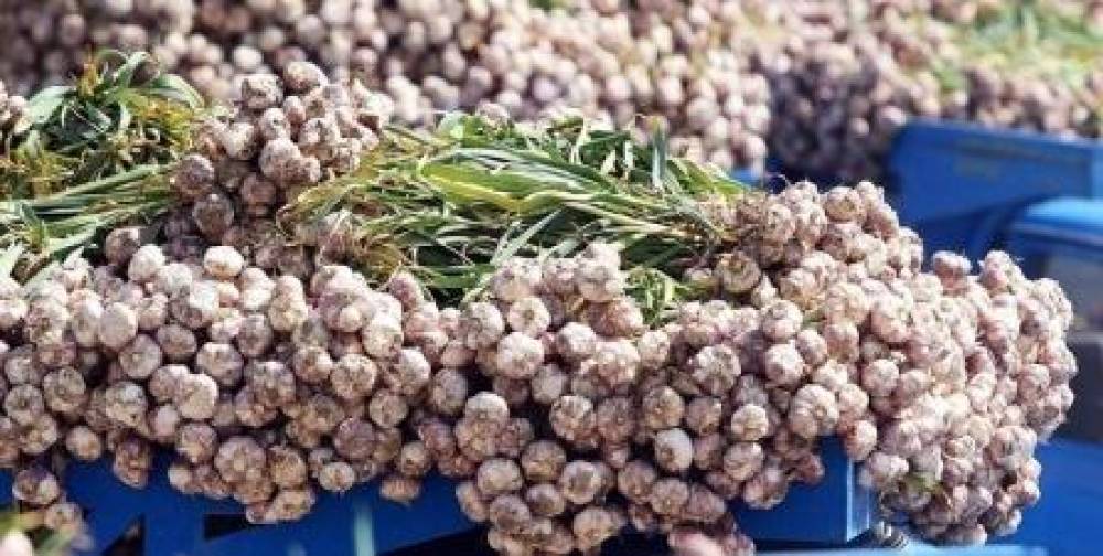 Sarımsağı bu cür saxlamaq lazımdır - 2 il təzə qalacaq