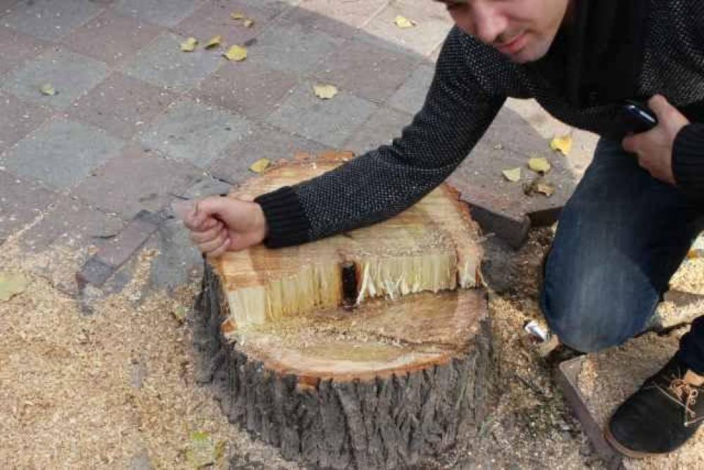 Ağacların qanunsuz kəsimi: yaşıllıqlara 36 min ziyan dəyib