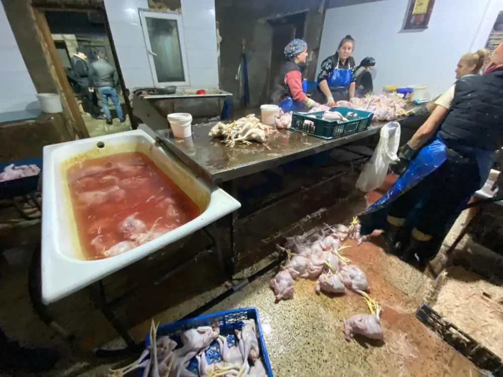 Xırdalanda toyuqları rəngləyib "kənd çolpası" adı ilə satan sahibkar ifşa edildi