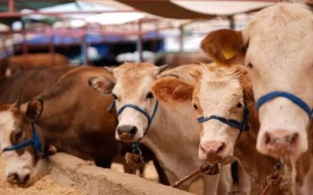 Azərbaycan Gürcüstan heyvanlarının tranzitinə məhdudiyyəti götürdü