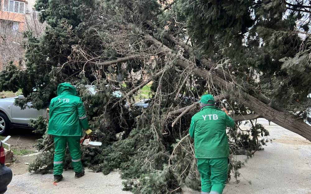 Külək Bakıda 19 ağacı sındırdı