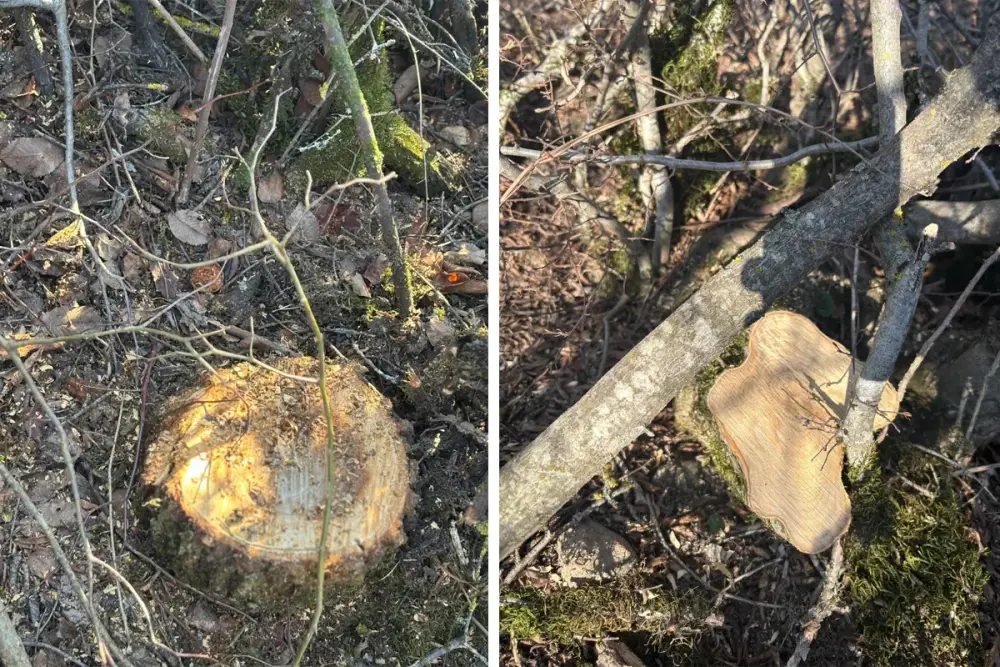 Oğuzda 40 ağacı kəsməkdə şübhəli bilinən şəxsə cinayət işi açılıb