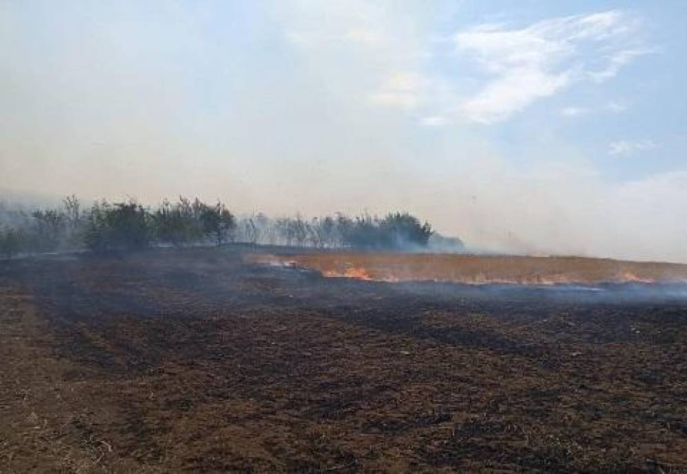 Yevlaxda meşə ərazisində yanğın başladı