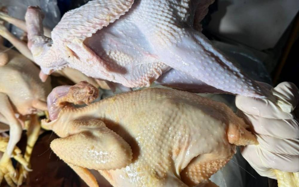 Sarı rəngə boyayıb kənd toyuğu adı ilə satırmışlar 