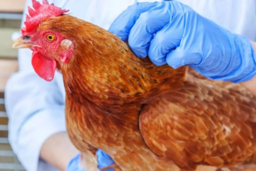 Azərbaycan bəzi ölkələrdən heyvan və quş əti idxalına qadağanı aradan qaldırıb