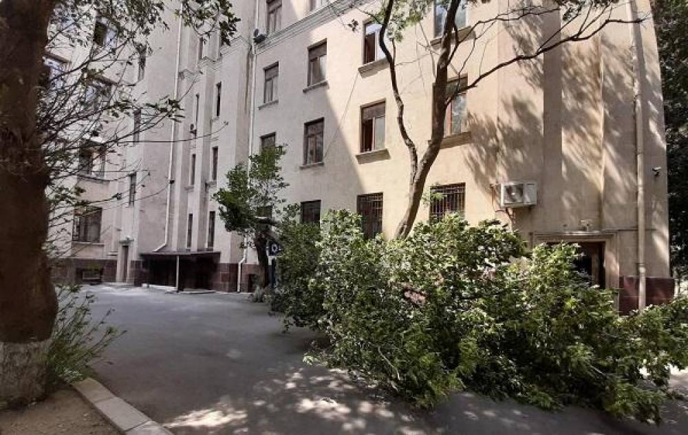 Bakıda güclü külək: 48 ağac aşdı