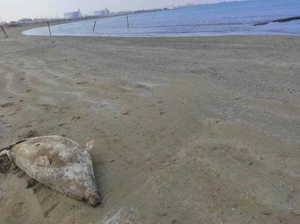 Xəzər sahilində ölü suitilər aşkarlandı