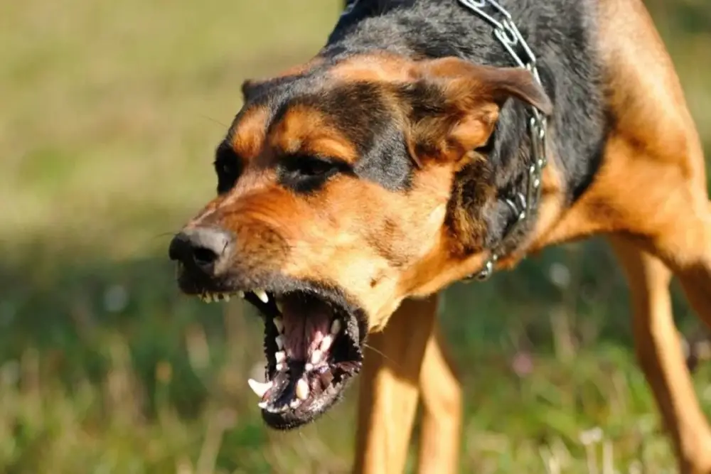 Tovuzda bir ay əvvəl itin dişlədiyi məktəbli Bakıda xəstəxanada ölüb