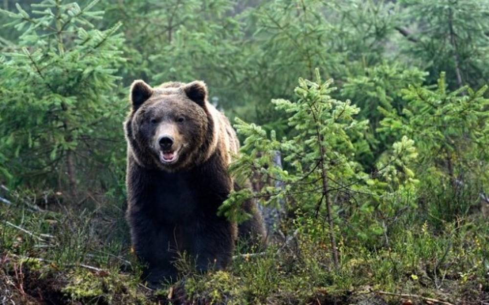 Naxçıvanda ayı ata və oğula hücum etdi