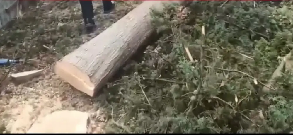 Mingəçevir şəhərində ağaclar kəsilib: Polis hərəkətə keçdi