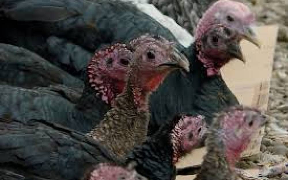 Azərbaycan Rusiyadan hindtoyuğu ətinin alışını kəskin artırıb