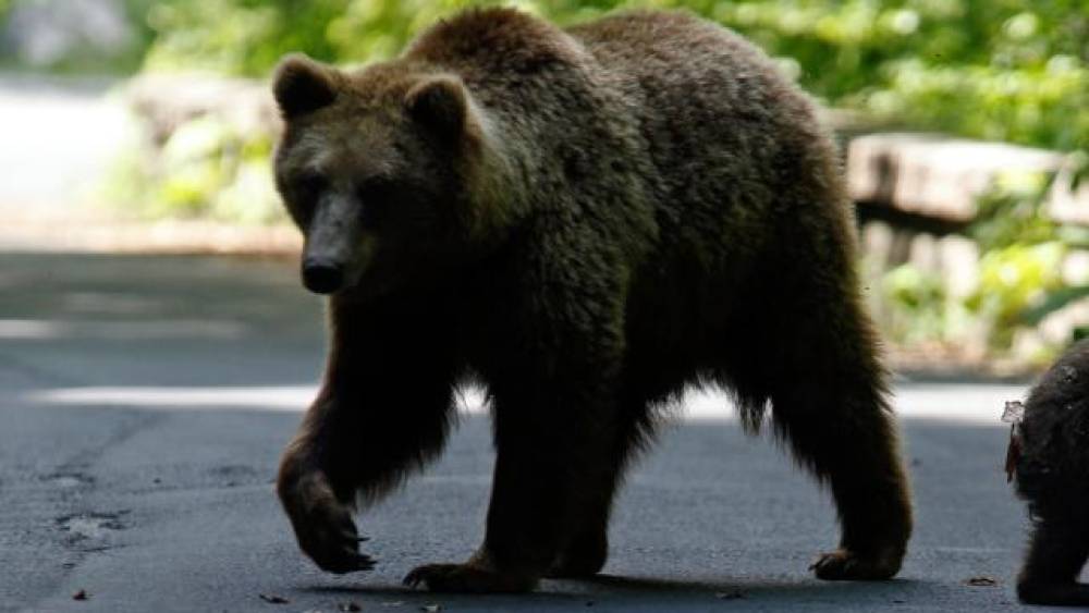 Rusiyada ayının hücumuna məruz qalan şəxs öldü
